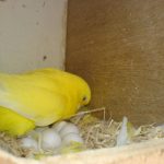 Yellow budgie's eggs