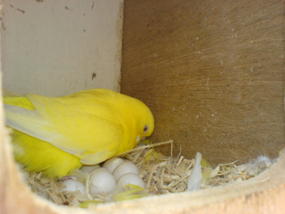 Yellow budgie's eggs