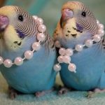 Budgies dressed up