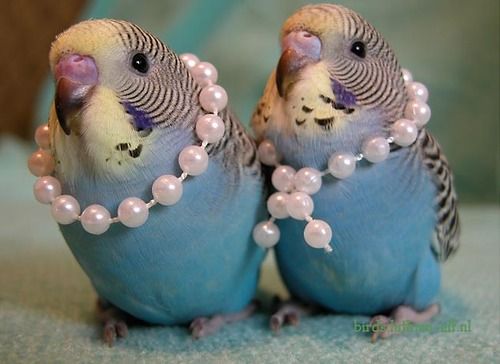 Budgies dressed up