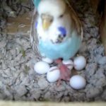 Budgies new born chicks