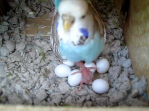 Budgies new born chicks