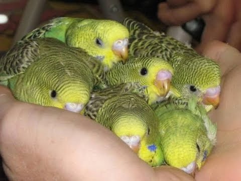 Budgies chicks