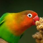 Love bird eating