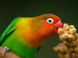 Love bird eating