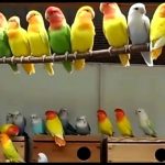 Love bird colony