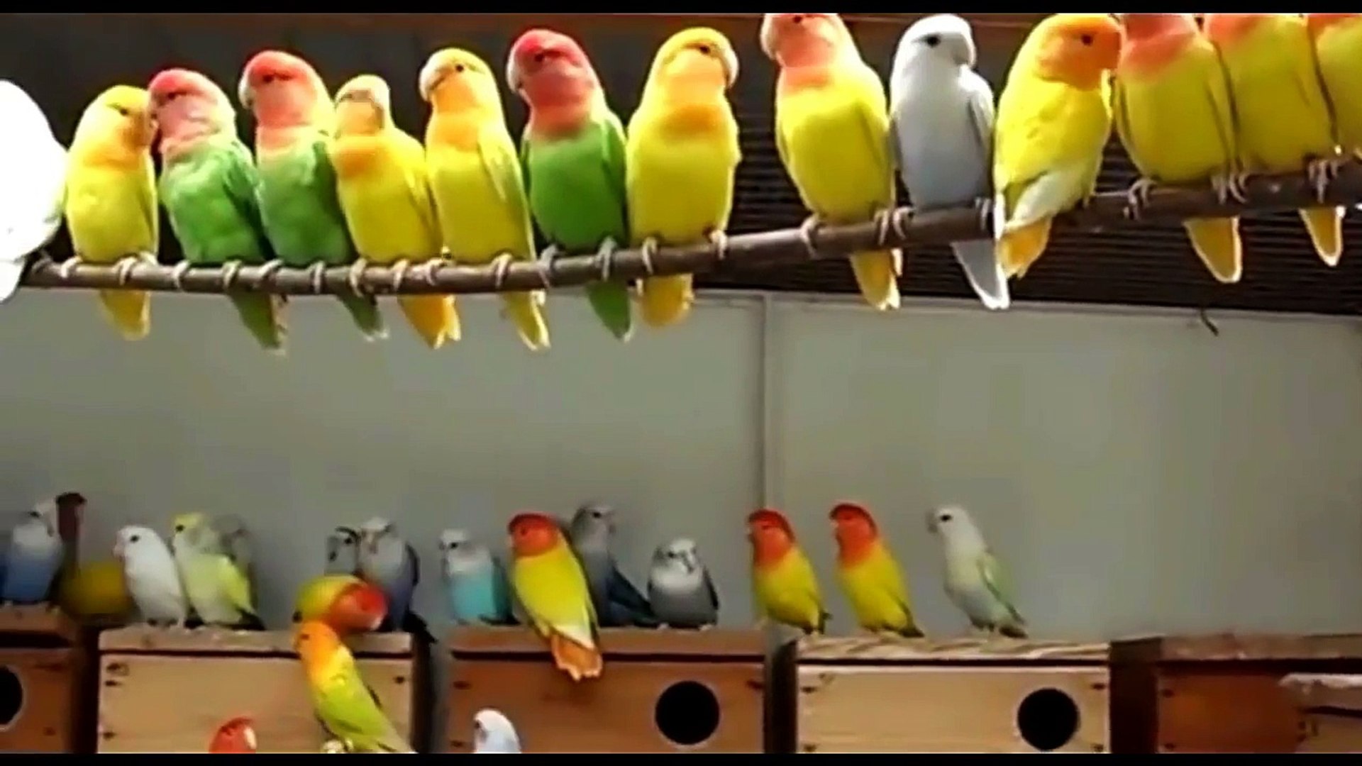 Love bird colony