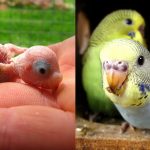 New budgies born baby