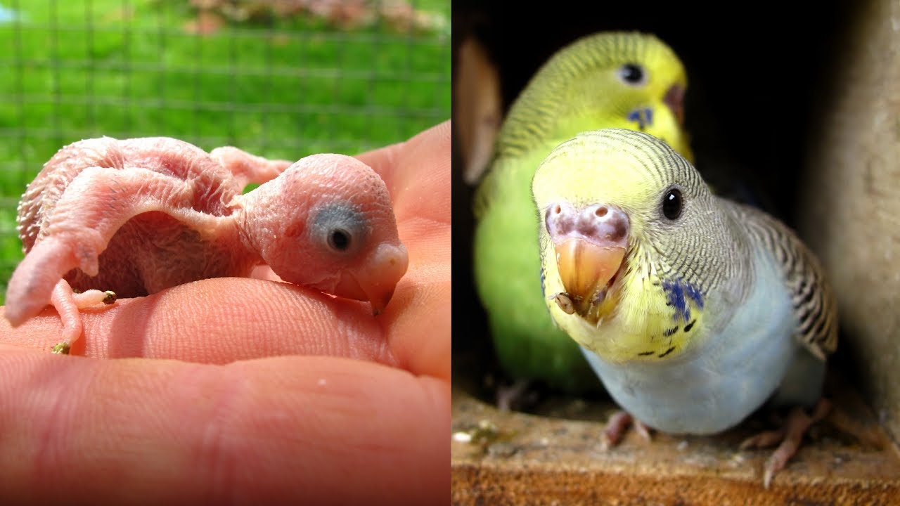 New budgies born baby