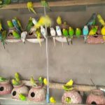 New Budgies Colony