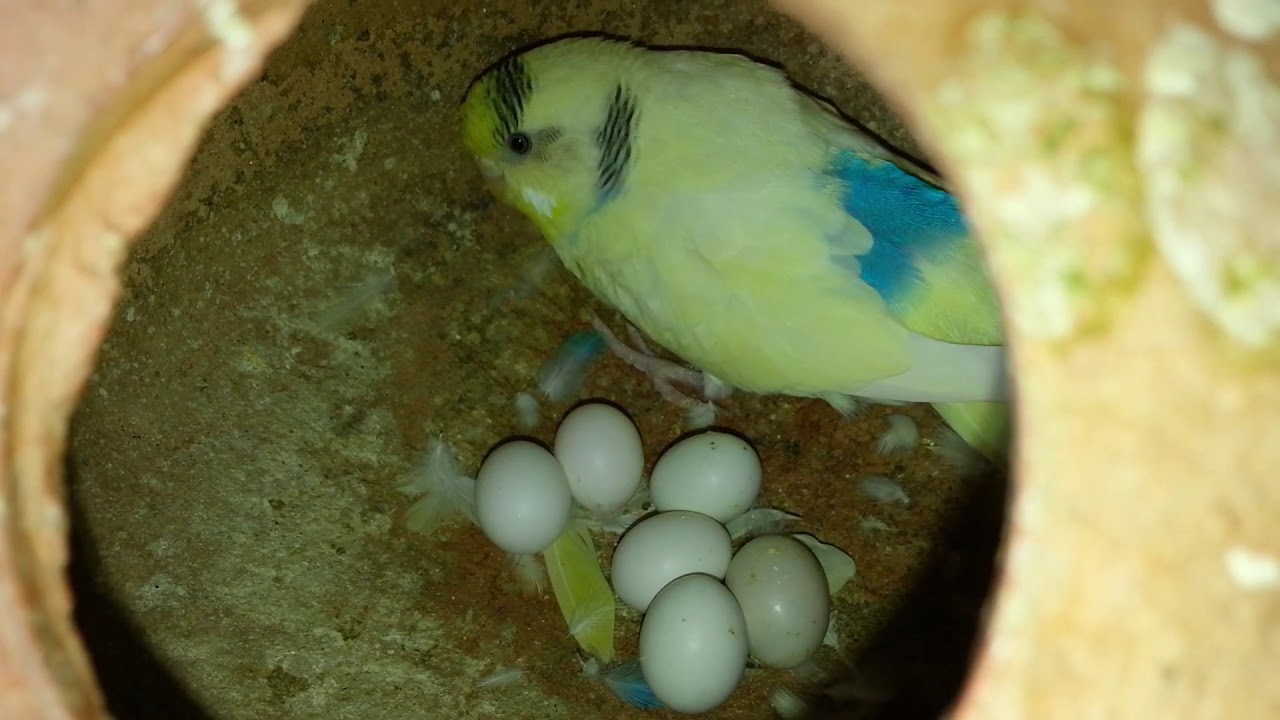 Budgies matki with eggs