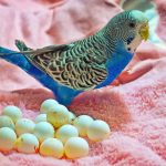 Budgies Eggs