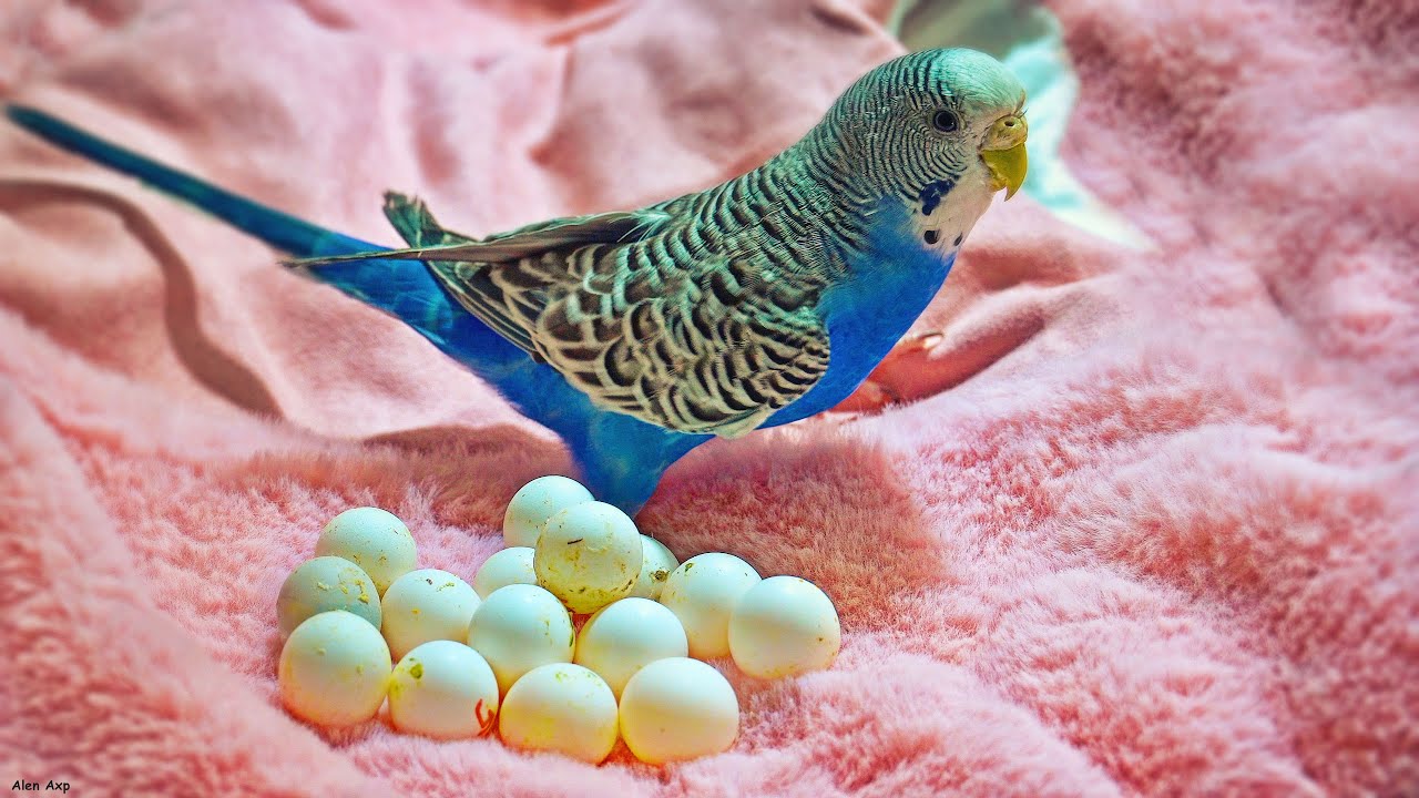 Budgies Eggs