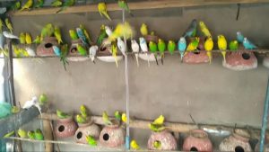 New Budgies Colony