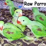 Parrot Chicks