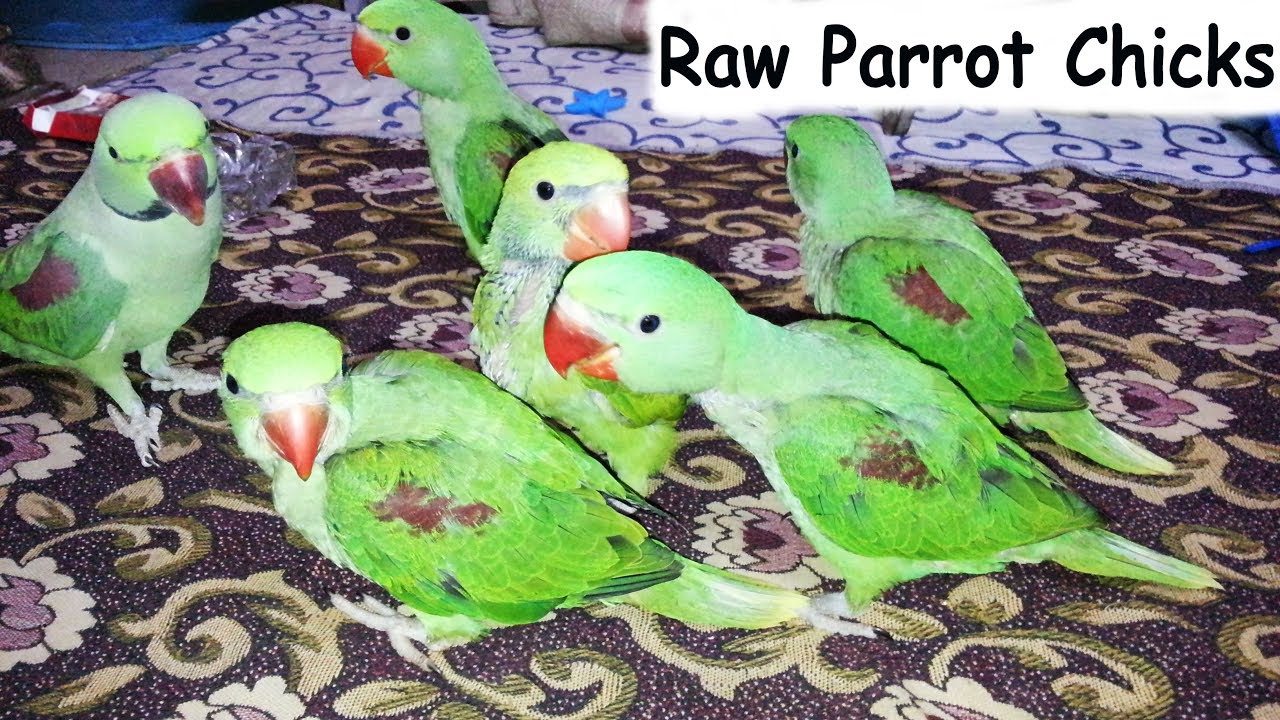 Parrot Chicks