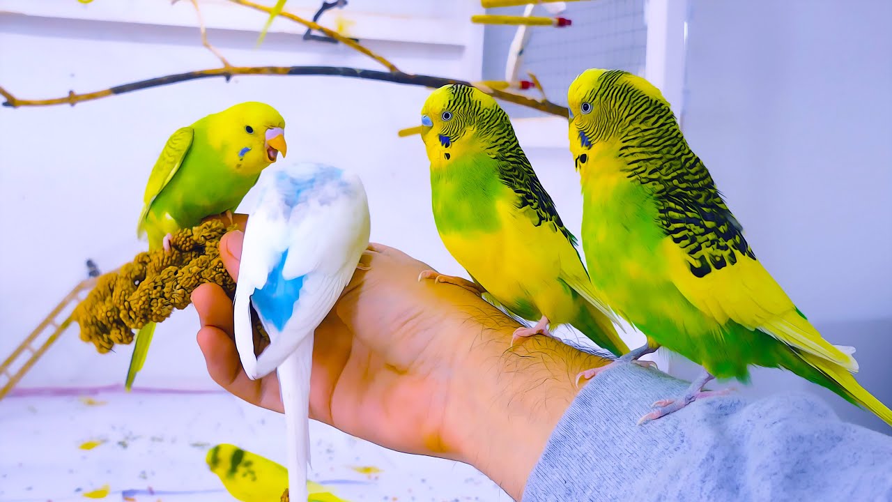 Budgies Short video