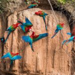 Macaw Parrot