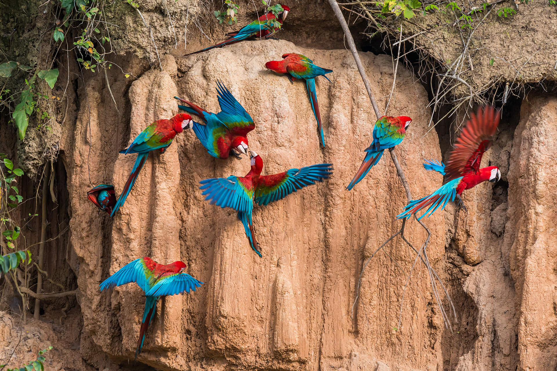 Macaw Parrot