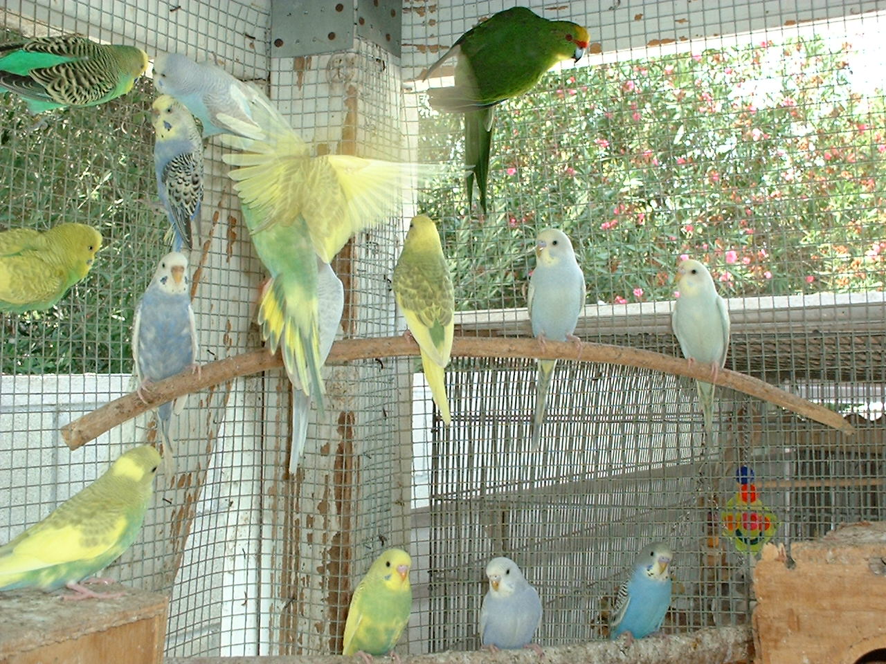 Budgies colony