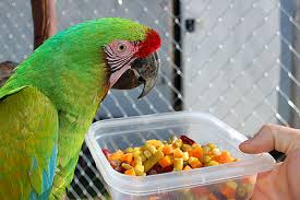 Parrot Breeding