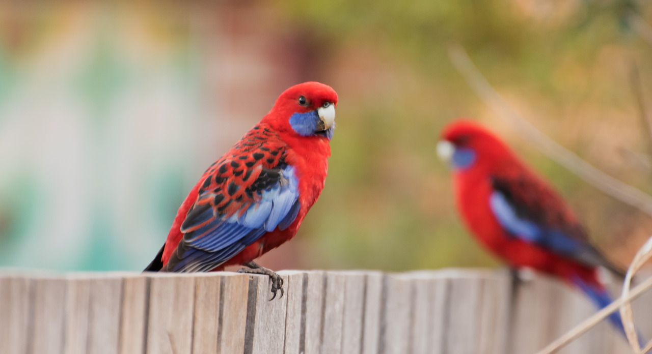 Rosella Pair